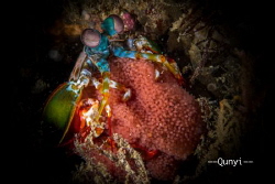 A mantis shrimp with eggs hidden in a hole at Anilao, Phi... by Qunyi Zhang 